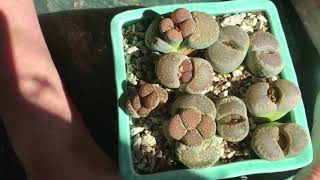 Lithops Rooting Update And Discussion [upl. by Nive]