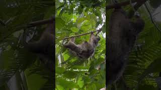 Why are sloths so slow Let me explain [upl. by Herbie]