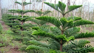 How to prune Araucaria heterophylla  How to care Araucaria plant amp Norfolk Island pine [upl. by Hcra]