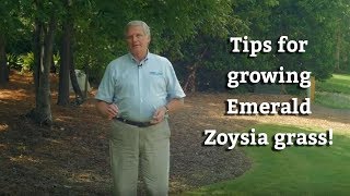 Growing Emerald Zoysia Grass  Warm Season Turf Tips [upl. by Moia]