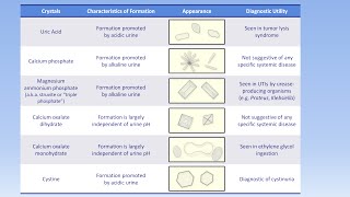 Interpretation of the Urinalysis Part 3  Microscopy and Summary [upl. by Eimrej345]