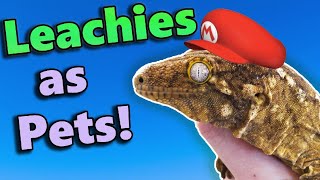 Leachianus Geckos Fun Facts and Care Tips [upl. by Lleroj198]