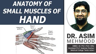 Anatomy of Small Muscles of Hand  Hindi  Urdu [upl. by Anneuq]