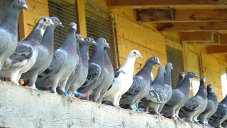 A Day in the Life of Young Racing Pigeons [upl. by Ladnek35]