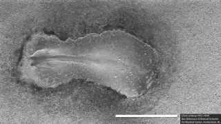 Early chick embryo development somitogenesis [upl. by Eneloj]