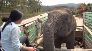 Lucky the Blind Circus Elephant Rescue  ElephantNews [upl. by Rida]