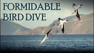 Gannet Bird TORPEDO DIVE [upl. by Deborath]