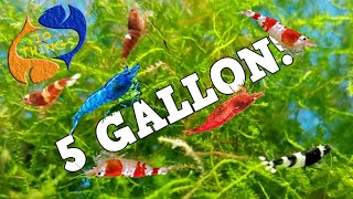 10 BEST FISH For 5 Gallon AQUARIUM [upl. by Carnay446]