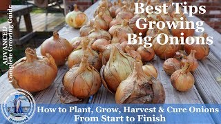 How to Grow Onions Harvest Onions amp Cure Onions from Start to Finish l Walla Walla Onions [upl. by Fisuoy]