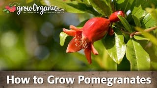 How to Grow Organic Pomegranates [upl. by Haianeb]