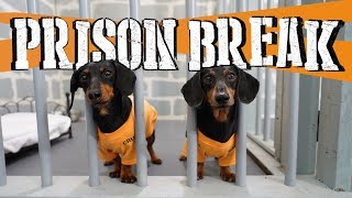 Ep 8 WIENER DOG PRISON BREAK  Funny Dogs Escaping Jail [upl. by Xuerd]