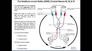 Vestibuloocular Reflex VOR  Structure amp Physiology [upl. by Lewan127]