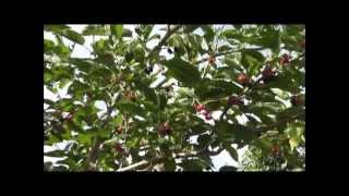 How To Grow a Mulberry Tree From a Cutting [upl. by Odrarej]