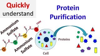 Protein Purification [upl. by Noroj]