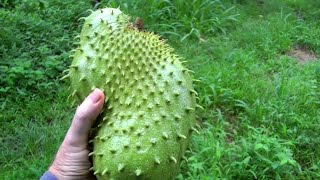 How to Pick a Ripe Soursop  Guanábana  Graviola  Video [upl. by Ylla885]