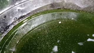 DAPHNIA MOINA CULTURE IN A SMALL BUCKET [upl. by Kanal857]