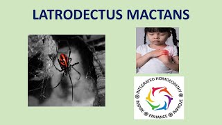 Latrodectus Mactans by INTEGRATED HOMOEOPATHY [upl. by Studnia]