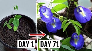 How to Grow amp Care for Butterfly Pea Plant Complete Growing GUIDE [upl. by Neiviv]