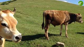 BEAUTIFUL COW VIDEO  COWS GRAZING amp MOOING  Cow Video [upl. by Erbe989]