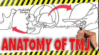 Anatomy of TMJ Temporomandibular Joint [upl. by Clayborne640]