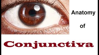 Anatomy Of Conjunctiva 12 [upl. by Ignatia]