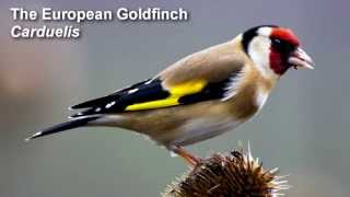 Goldfinch Birdsong  European Goldfinch Birdsong [upl. by Enirehtahc]