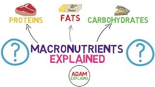 What Are Macronutrients  Macros Explained [upl. by Jojo]