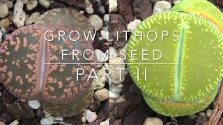 How To Grow Lithops From Seed  Part II  PLUS Rare Lithops Hybrids From Japan [upl. by Oenire]