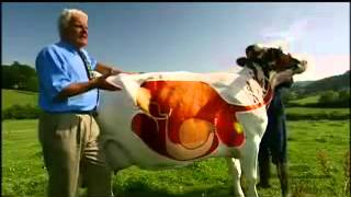 A Cows Digestive System  YouTube [upl. by Leanor884]