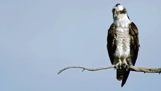 Peregrine Falcon Attempts to Steal Prey from Osprey [upl. by Heywood]