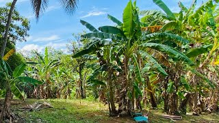 UNA DE LAS TIERRAS MÁS FERTIL DEL CAMPO DE YASICAPUERTO PLATAREPUBLICA DOMINICANA EN VENTA [upl. by Notxam]