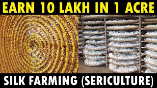 Silk Farming Sericulture  How Silk is made from Silkworm [upl. by Cud]