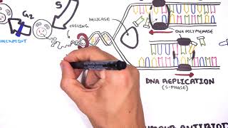 Pharmacology  Chemotherapy agents MOA Alkalating antimetabolites topoisomerase antimitotic [upl. by Nananne]