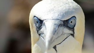 Northern Gannet [upl. by Blatt]