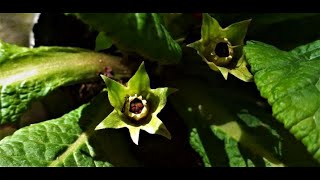 How to collect seeds from Primula  primrose  plant [upl. by Brawner712]