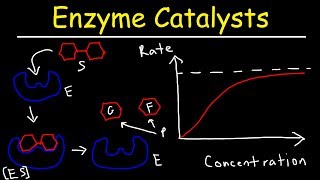 Enzymes  Catalysts [upl. by Chadd]