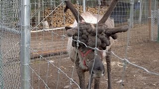 Reindeer With Severe Antler Warts Needs Help [upl. by Ztnahc]