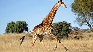 What Sound Does A Giraffe Make  Animal Sounds Giraffe Sounds [upl. by Adrianne338]