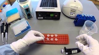 DNA Extraction Protocol  Part 1 [upl. by Marella]