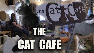 Cat Cafe San Diego CA [upl. by Roybn986]