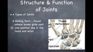 Organ Systems of the Human Body [upl. by Bard539]