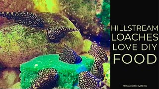 Hillstream Loaches Love DIY Homemade Food [upl. by Birchard602]