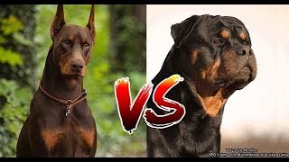 Rottweiler Vs Doberman [upl. by Lotsirb]