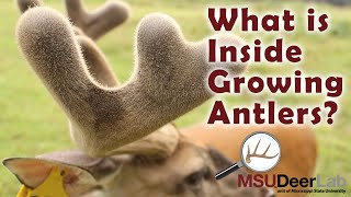 What is Inside Growing Antlers [upl. by Enirahtac]