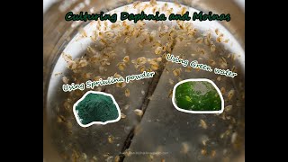 How To Culture Daphnia and Moinas using Green Water Spirulina powder [upl. by Aleron]