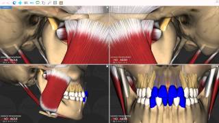 Mandibular Movements [upl. by Riccio637]