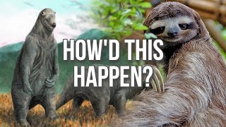 What Happened to Sloths [upl. by Anaitat]