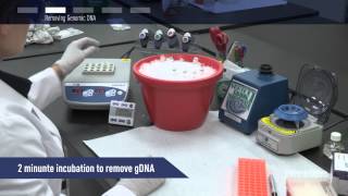 How to perform RT and DNAse step in one tube with Maxima [upl. by Ela]