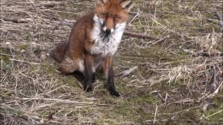 A Jack Russell Terrier meets a Fox [upl. by Watanabe]