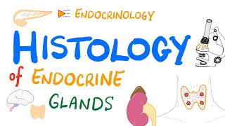 Endocrine System Histology [upl. by Wakefield]